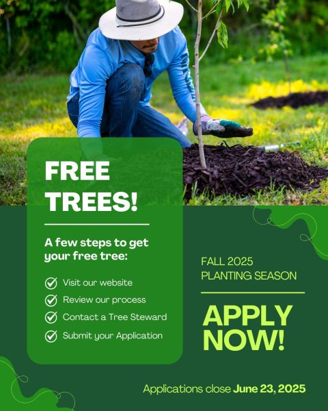 image of 1 person, tree and text that says 'FREE TREES! A few steps to get your free tree: Visit our website FALL 2025 PLANTING SEASON Review our process Contact a Tree Steward Submit your Application APPLY NOW! Applications close June 23, 2025'"