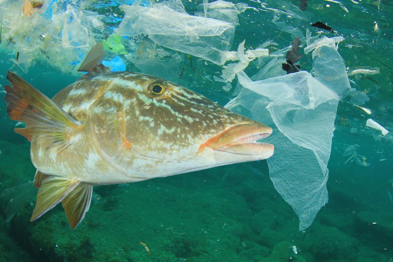 Plastic ocean pollution and fish. Plastic bags dumped in sea