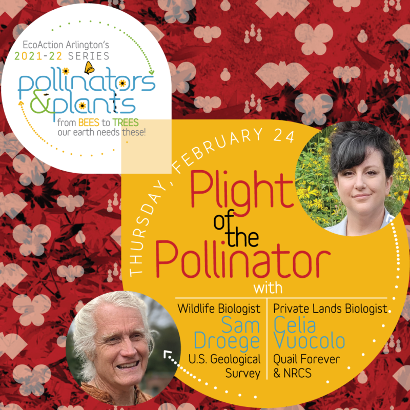 promo graphic for Plight of the Pollinator online talk with Sam Droege and Celia Vucuolo with a red background and headshot photos of the speakers