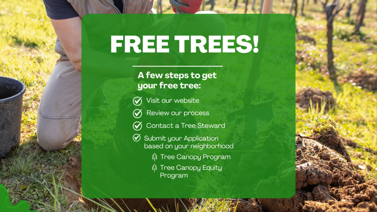 hero image with hands planting tree in the ground: Free Trees! A few steps to get your free tree: Visit our website, Review our process, Contact a Tree steward, Submit your application based on your neighborhood: Tree Canopy Program or Tree Canopy Equity Program
