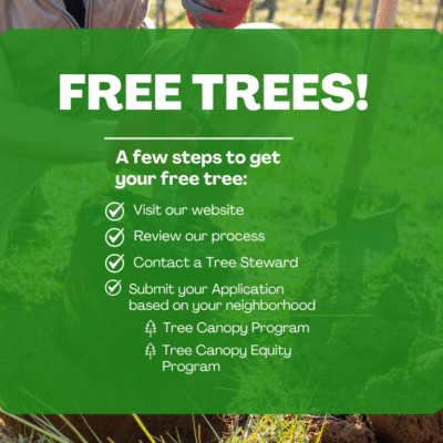 hero image with hands planting tree in the ground: Free Trees! A few steps to get your free tree: Visit our website, Review our process, Contact a Tree steward, Submit your application based on your neighborhood: Tree Canopy Program or Tree Canopy Equity Program