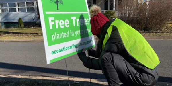 free trees sign_1 a woman in a yellow vest and red winter cap with a pompom on top is placing a green sign reading free trees in the ground