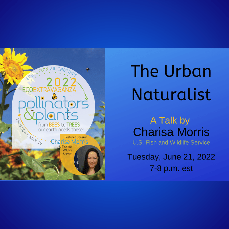 An announcement for 'The Urban Naturalist' talk by Charisa Morris of the U.S. Fish and Wildlife Service on Tuesday, June 21, 2022, from 7-8 p.m. est. The event is part of EcoAction Arlington's 2022 EcoExtravaganza on Pollinators & Plants, held on Thursday, May 19.