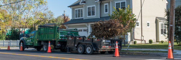 Trees in trailer hitched to a truck waiting to be planted with orange cones lining the street